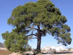 Tala y poda en alturas de áreboles Albacete Tala y poda áreboles en Albacete