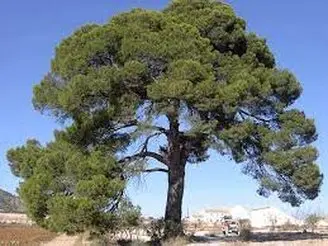 Tala y poda en altura árboles Albacete
