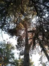 Tala y poda en altura deárboles grandes, Albacete Tala y poda en altura de árboles Albacete
