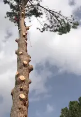 Tala y poda en altura en Albacete y provincia
